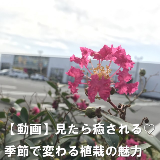 大劇嘉島店の最新情報画像