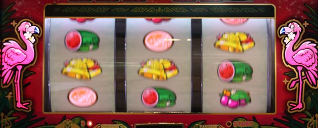 バハマフラミンゴ点滅