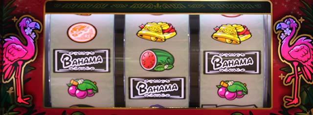 バハマフラミンゴ点滅