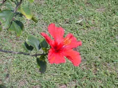 波長の合うハナ合わぬハナ