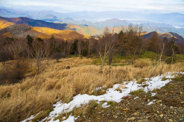 クローバーの最新情報画像