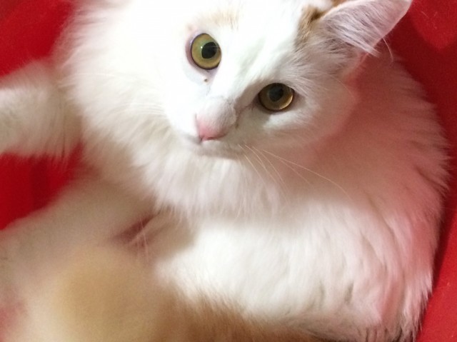 クローバーの最新情報画像