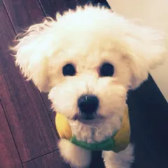 いざ三重。最後はまた鳩です。