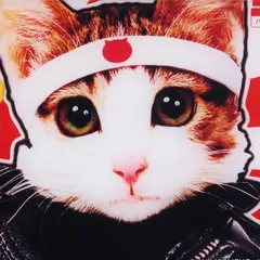 パチスロなめ猫の天井狙いについて徹底網羅！天井期待値・狙い目・恩恵・ハイエナ条件