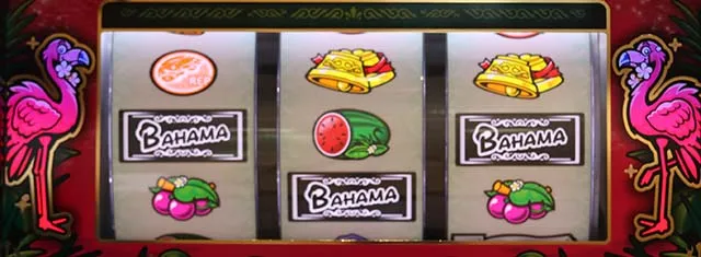 バハマフラミンゴ点滅