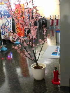 さっぽろ桜２