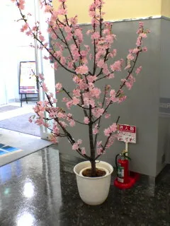 さっぽろ桜１