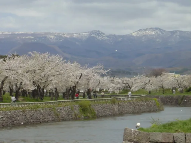函館さくら３