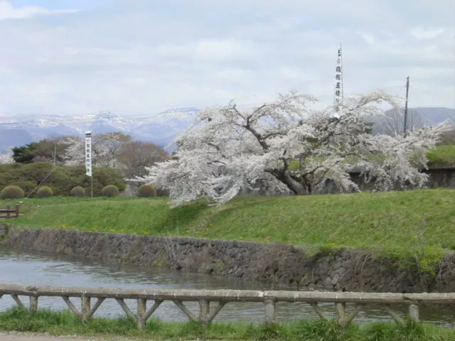 函館さくら４