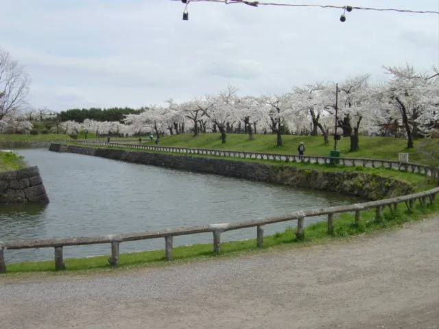函館さくら２
