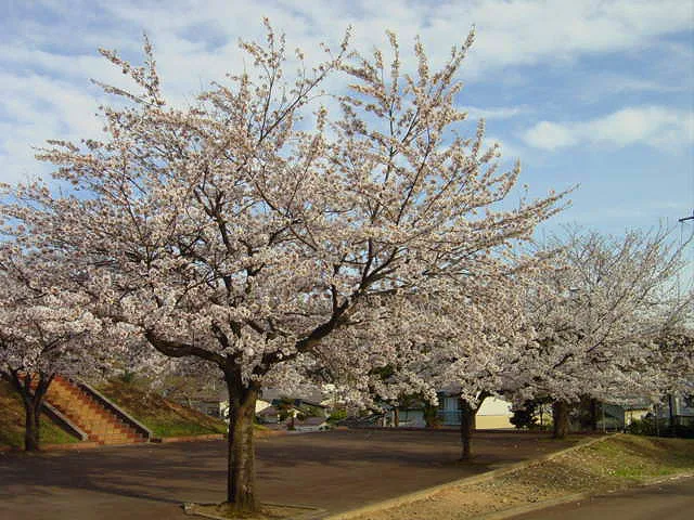 北上秋田さくら２０