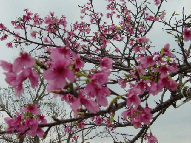 名護市の桜