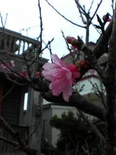 伊良部大橋ニュース２１