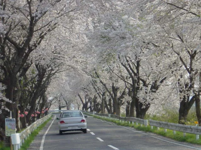 宮城岩手さくら５