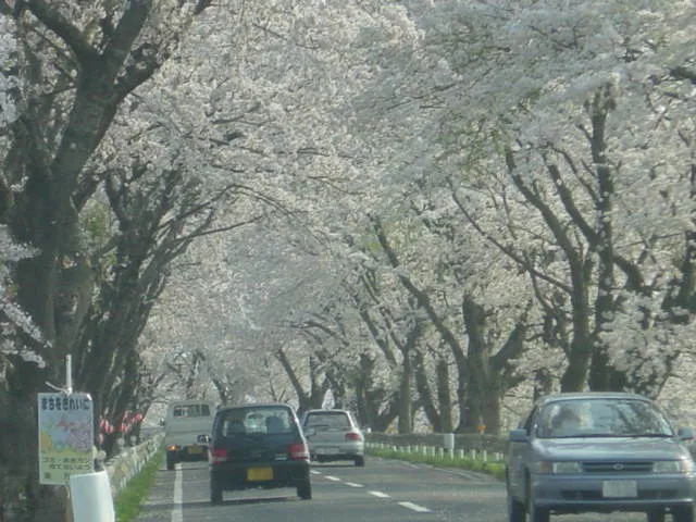 宮城岩手さくら６
