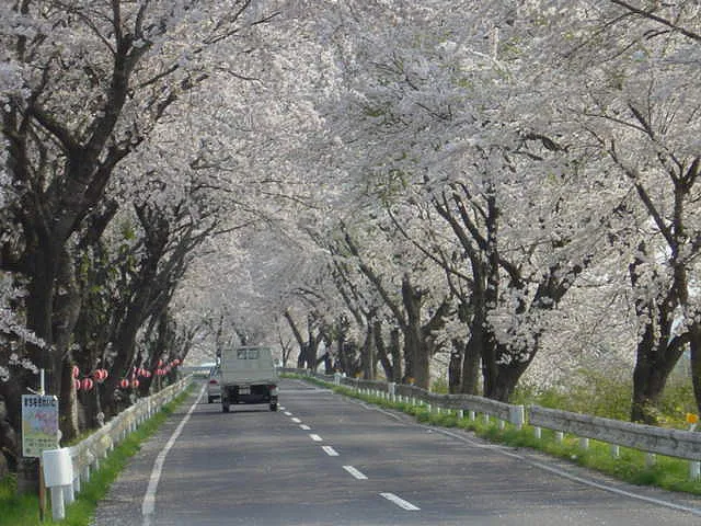 宮城岩手さくら７
