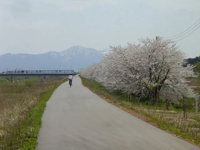 新潟山形さくら１２
