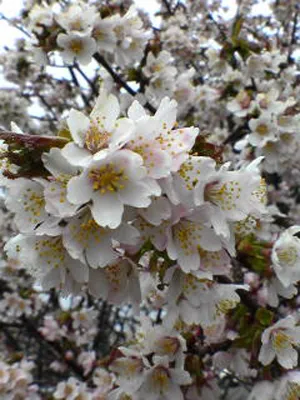 根室市のさくら１