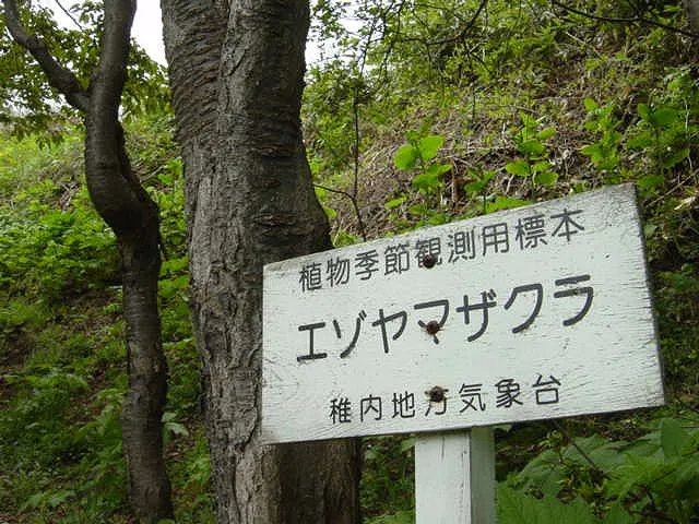 稚内さくら３０