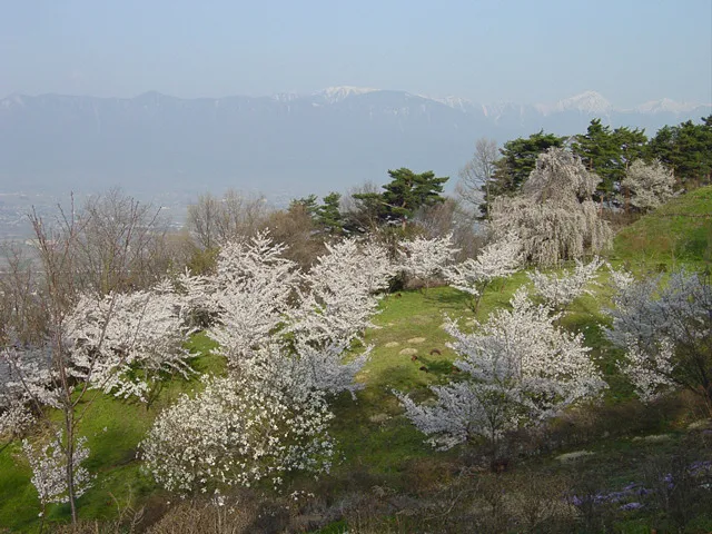 長野福島の桜３