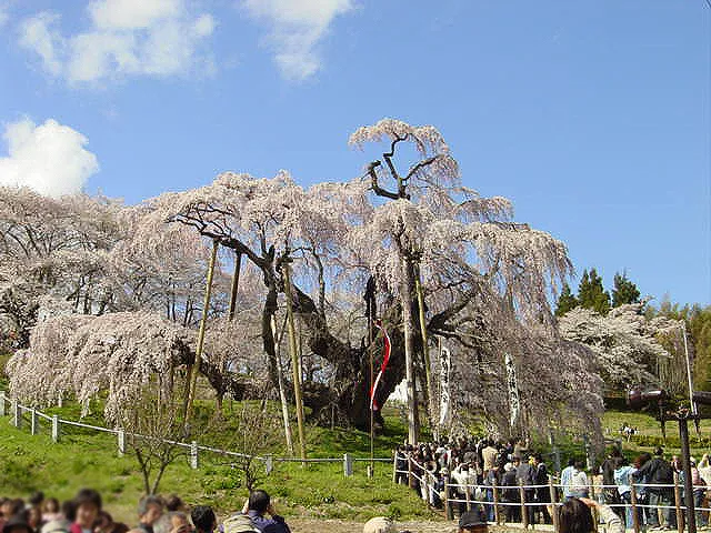 長野福島の桜１３