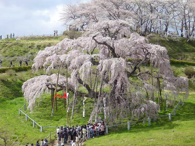 長野福島の桜１１