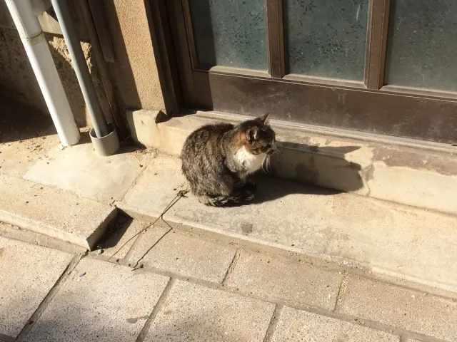 鞆の浦ねこ７
