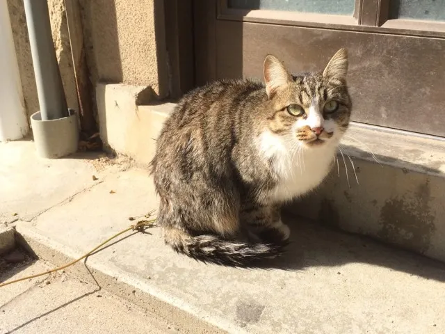 鞆の浦ねこ８