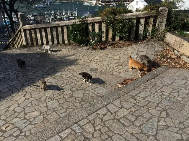 鞆の浦ねこ２０