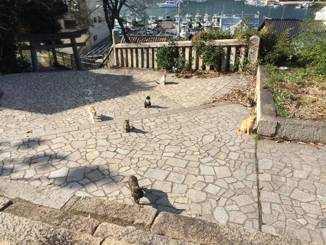 鞆の浦ねこ２１