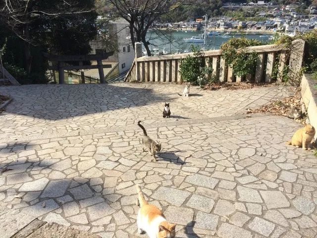 鞆の浦ねこ２５