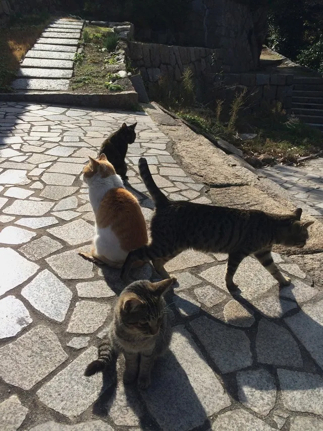 鞆の浦ねこ２７