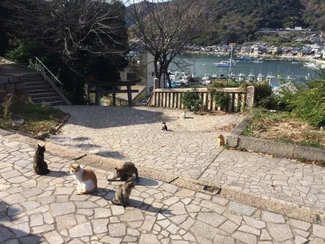 鞆の浦ねこ２４