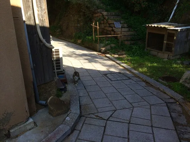 鞆の浦ねこ６