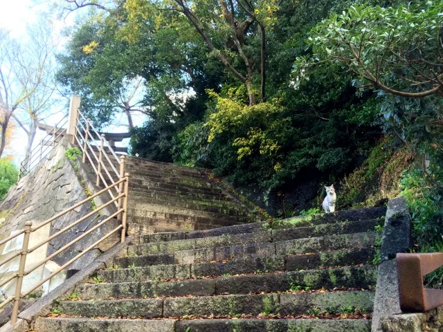 鞆の浦ねこ９