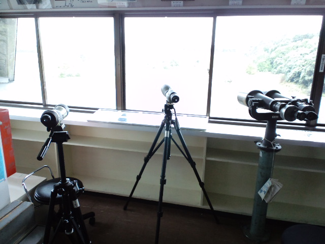 バードウォッチング１０