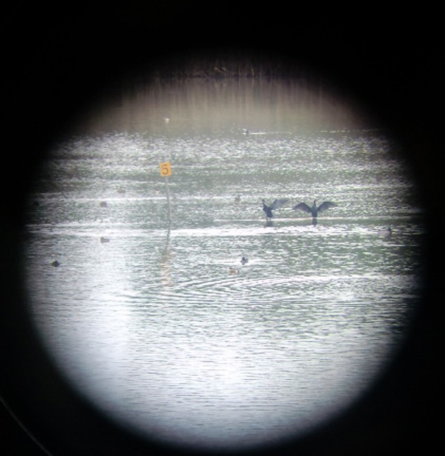 バードウォッチング１１