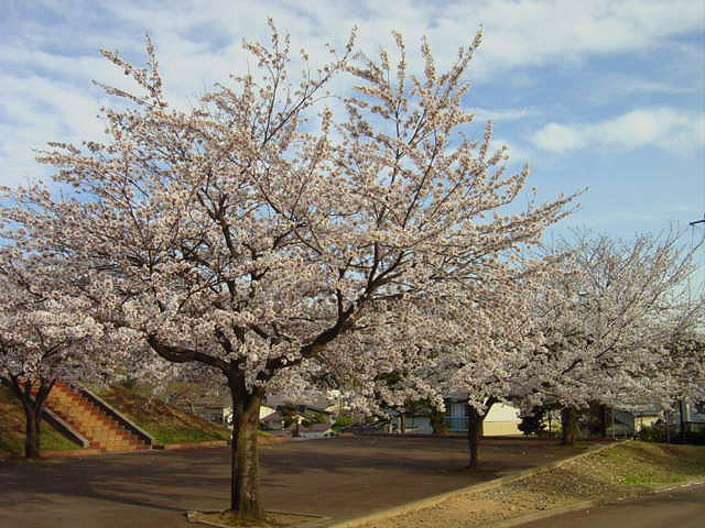 北上秋田さくら２０