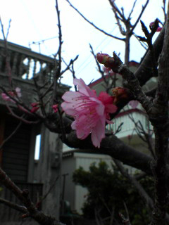 伊良部大橋ニュース２１