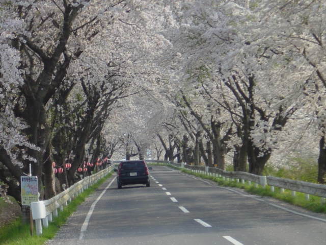 宮城岩手さくら４