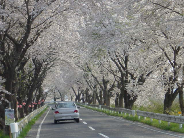 宮城岩手さくら５