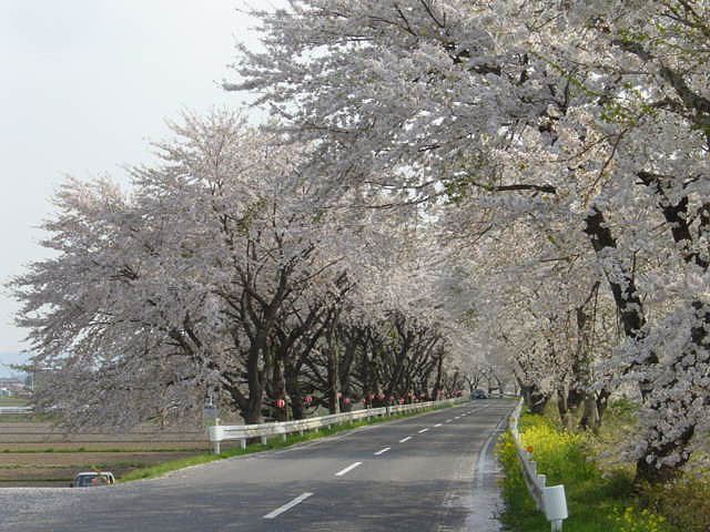宮城岩手さくら３