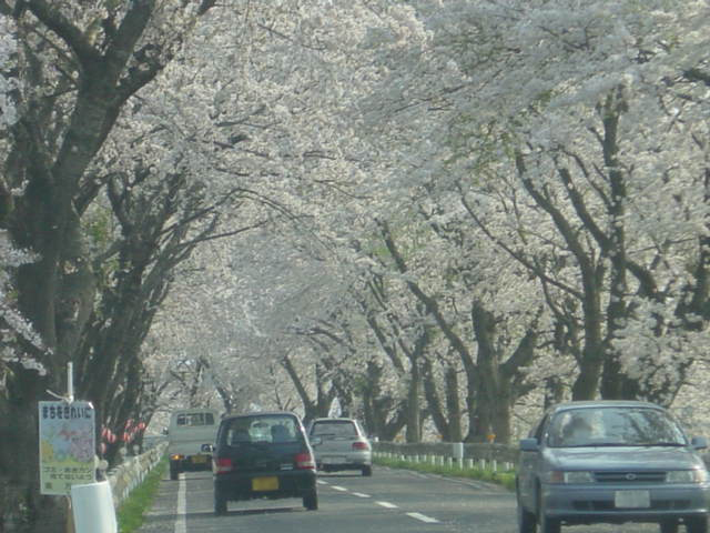 宮城岩手さくら６