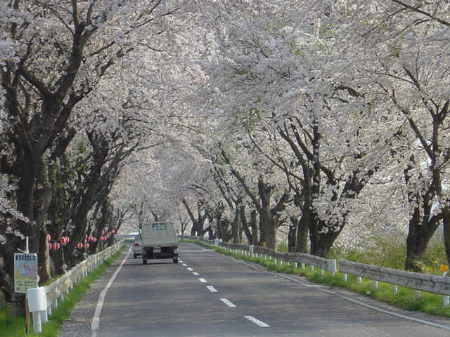 宮城岩手さくら７