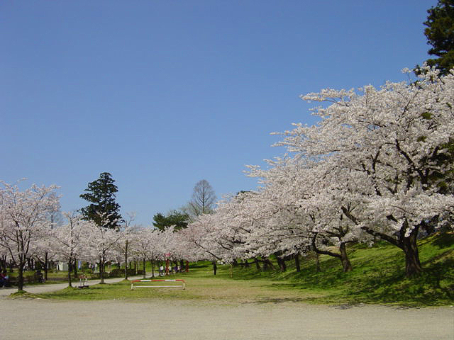 新潟山形さくら２６