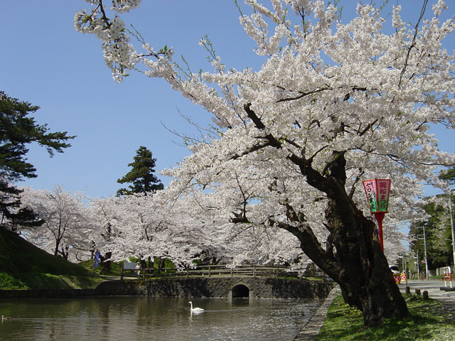 新潟山形さくら２１