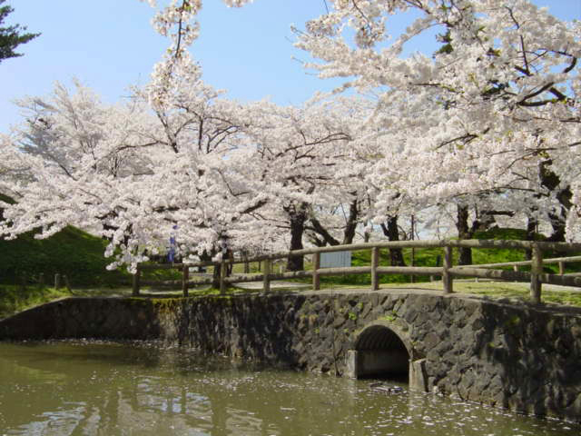 新潟山形さくら２０