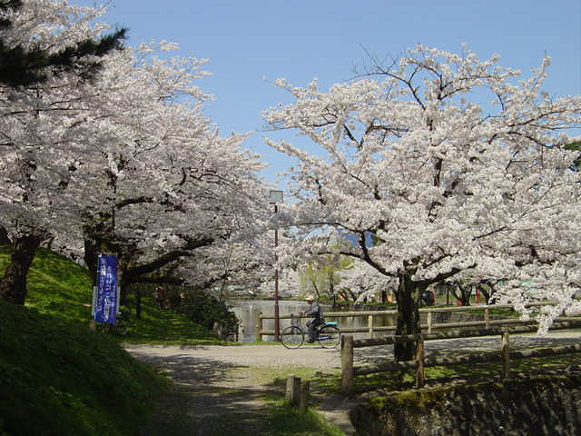 新潟山形さくら２３