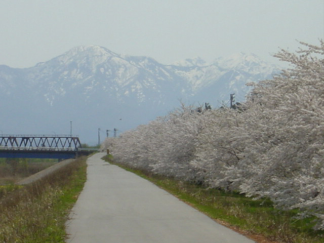 新潟山形さくら１３