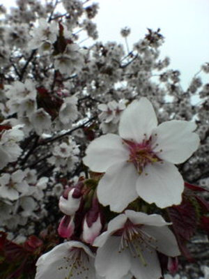 根室市のサクラ２